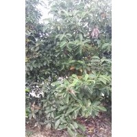 小喬木桂花,廣玉蘭,紅葉石楠