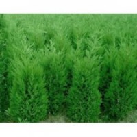 我基地 蜀檜/白皮松/油松/側柏大量低價出售