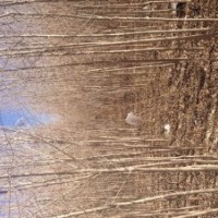 紅柳、竹柳、旱枊、胡楊、沙棗苗、云衫等