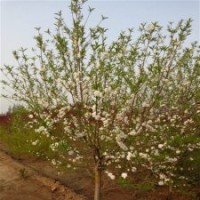 白花碧桃綠化苗木