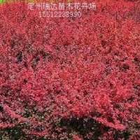 河北塔檜、紅葉李、紅葉小檗、側(cè)柏、冬青