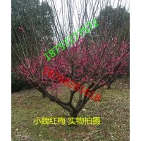 出售18公分嫁接紅梅