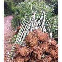 出售淡竹 長青竹