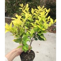 金森女貞 金葉女貞 金邊黃楊