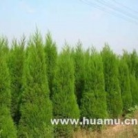 2米蜀儈價格-2米5蜀儈價格-山西蜀儈價格