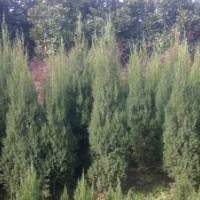 刺柏苗價(jià)格陜西刺柏價(jià)格甘肅刺柏價(jià)格河南刺柏價(jià)格湖北刺柏價(jià)格1