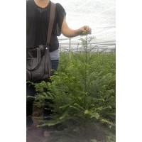 南方紅豆杉打折促銷