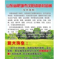 山東肥城大量供應(yīng)3-16公分青黃垂柳