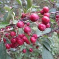 臨沂甜茶種 甜茶芽苗 甜茶苗基地
