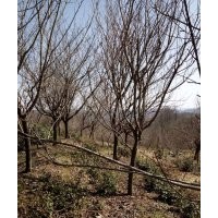 長(zhǎng)期供應(yīng)櫻花紅楓，青楓，羽毛楓，垂絲海棠