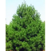 4年白皮松價(jià)格