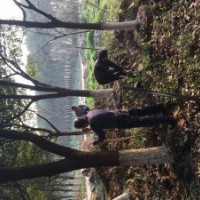 香樟胸徑15一30CM3000株,水杉胸徑10一18CM3000株,垂柳胸徑15一25