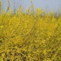 供應:迎春，連翹，衛(wèi)矛，常青藤