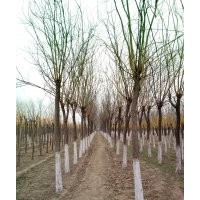 供應(yīng)各種規(guī)格綠化苗木