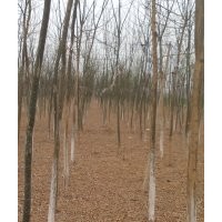 4公分速生國槐哪兒多