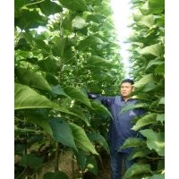 大量低價格出售3公分楸樹，5公分楸樹