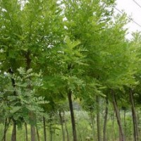 供應6.7公分國槐