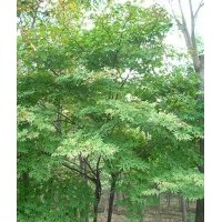 供應牛筋樹，五角楓 刺槐