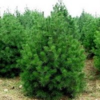 供應3米白皮松400棵