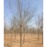 天佑綠化苗木合作社