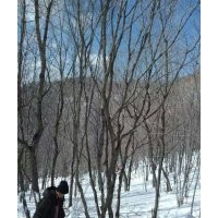 供應(yīng)優(yōu)質(zhì)叢生蒙古櫟