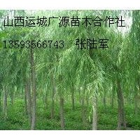 5、6公分垂柳大量低價(jià)出售