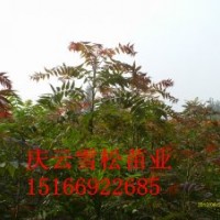 紅葉椿圖片紅葉椿供應(yīng)商紅葉椿廠家直供