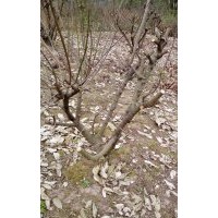 臘梅（素心）出售