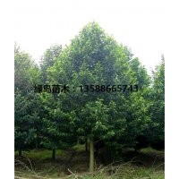 供應浙江樂昌含笑、樂昌含笑價格咨詢、樂昌含笑產(chǎn)地