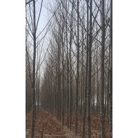 處理9公分到12公分法桐