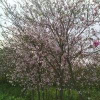 大量供應(yīng) 宮粉紫荊花 紅花紫荊花 黃槐 紅花夾竹桃 藍(lán)花楹 柳樹