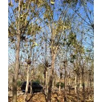 供應(yīng)國(guó)槐