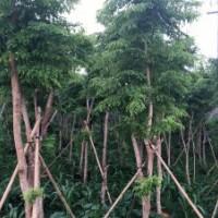 大量供應(yīng)10年樹齡海南黃花梨