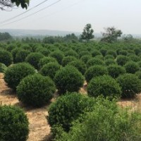 山東招遠綠化苗木基地