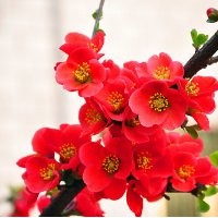 臨沂木瓜苗基地、木瓜海棠盆景產(chǎn)地、木瓜苗品種