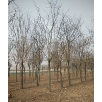 山東菏澤國(guó)槐價(jià)格