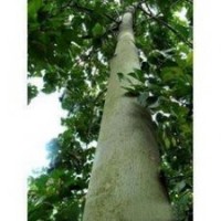 山東青桐價(jià)格 8公分青桐價(jià)格 10公分青桐價(jià)格