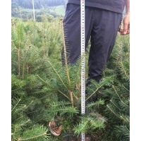 供應(yīng)冷杉營養(yǎng)缽及裸根苗木*土球苗木