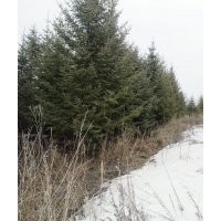 吉林綠化云杉4-7米