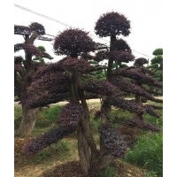 供應(yīng)紅花木蓮、竹柏、楊梅、 法國(guó)冬青、中華蚊木、紅豆杉、雪松