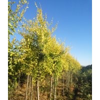 黑龍江綠寶苗木出售銀中楊、糖槭、金葉榆、黃菠蘿