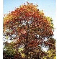 長(zhǎng)期提供15公分烏桕價(jià)格 25公分烏桕價(jià)格