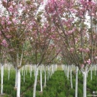 櫻花，供應(yīng)櫻花，基地供應(yīng)櫻花