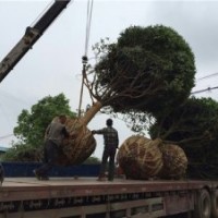 廣西融安直銷16公分17公分18公分桂花樹