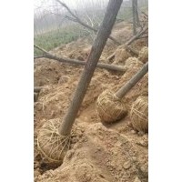 綠化國槐 優(yōu)質(zhì)刺槐