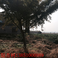 鹽城銀杏樹 大豐銀杏樹 銀杏產(chǎn)地