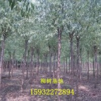 低價(jià)出售速生柳