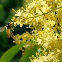 暴馬丁香 黃花丁香