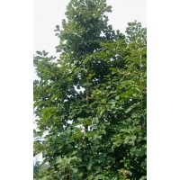 江蘇白玉蘭價格 南京白玉蘭價格 白玉蘭苗 白玉蘭工程苗