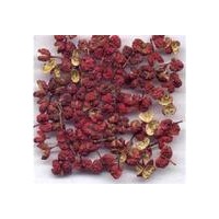 大紅袍花椒苗 帶刺皂角苗 文冠苗產(chǎn)地 農(nóng)大鈣果苗